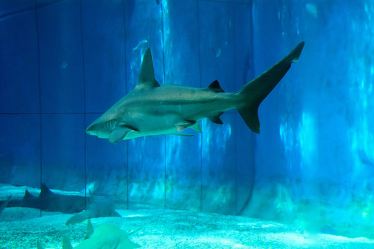 Squalo che nuota nella vasca dell'acquario di Genova