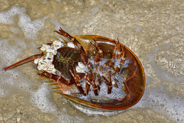 Horseshoe crab