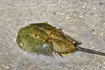 Horseshoe crab