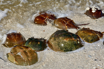 Horseshoe crab