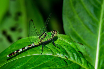 Eastern Pondhawk