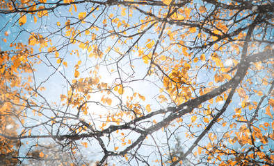 Autumn park in the first snow