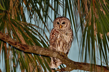 Barred owl