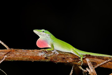 Carolina anole