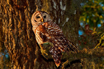 Barred owl