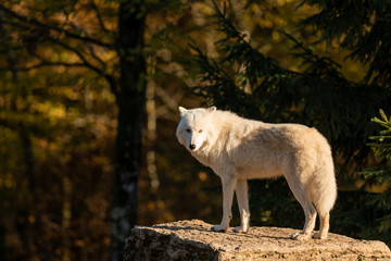 White Wolf in the forest © AB Photography