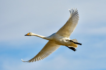 Whooper swan