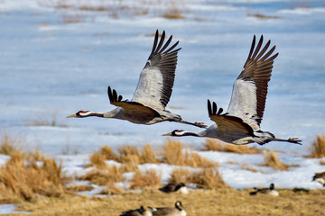 Eurasian crane