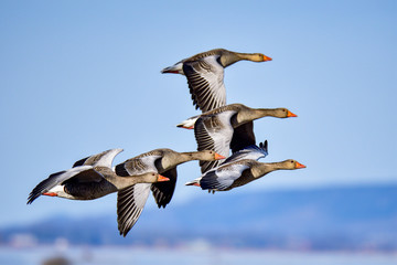 Greylag goose squadron