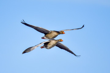 Greylag goose