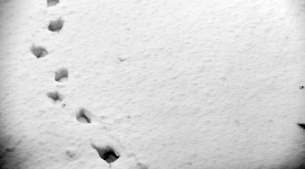 Footprints in the snow. Footprints on the first snow. Imprint and footprints of animals and birds on the snow.
