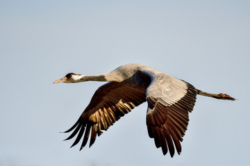 Eurasian crane