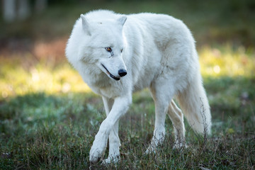 Obraz premium White Wolf in the forest