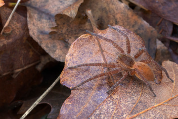Dolomedes sp, probably plantarius orange. Pisauridae. Aka fishing, raft, dock or wharf spider. Italy.