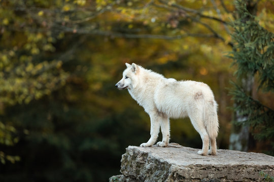 Fototapeta White wolf in the forest