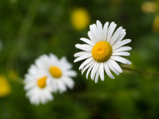 Obraz na płótnie Canvas small field daisies