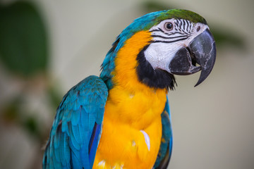 Blue and Yellow Macaw close up