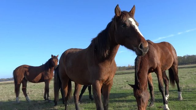 Chevaux dans le pr&eacute;.