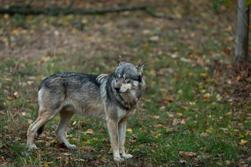 Obraz premium Grey wolf in the forest
