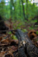 Small fungus in the forest.