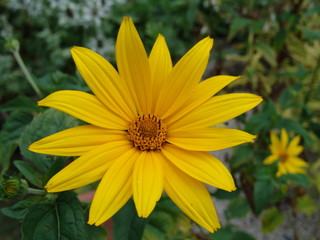 Heliopsis scabra