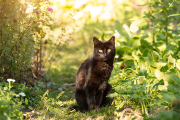 Naklejka na ściany i meble Black cat sitting outdoors in garden in sunlight