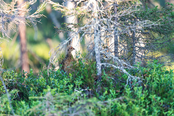 Tetrao urogallus peers under the tree in Lapland, Finland