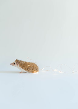 Tiny cute hedgehog surrounded by fairy lights