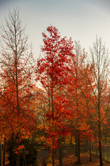 色づいた紅葉が朝の青空に輝く秋の公園での光景