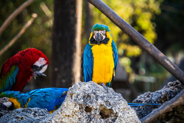 Beautiful red-and-green macaws and blue-and-yellow macaw playing in the zoo, Tainan, Taiwan, close up shot