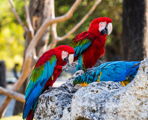 Beautiful red-and-green macaws and blue-and-yellow macaw playing in the zoo, Tainan, Taiwan, close up shot