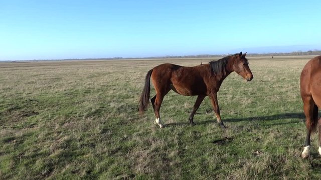 Chevaux dans le pr&eacute;.