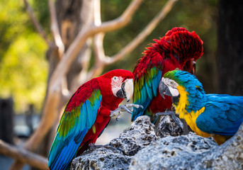 Beautiful red-and-green macaws and blue-and-yellow macaw playing in the zoo, Tainan, Taiwan, close up shot