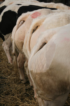(our) Belgian Blue cows at the country fair