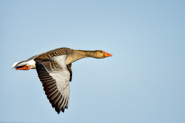 Greylag goose