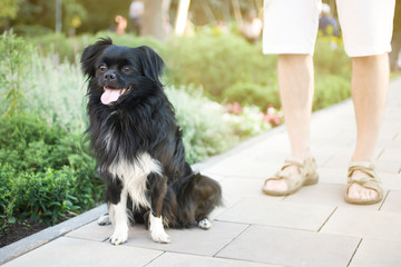 Black shaggy dog on a walk with the owner