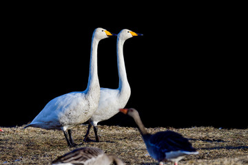 Whooper swan