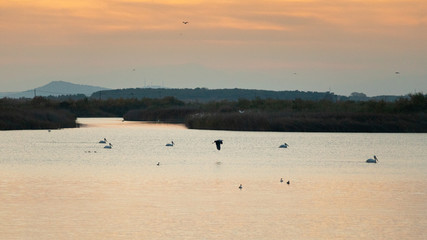 Pelicans swimming and heron flying over Vistonida lake, Rodopi, Greece during sunset