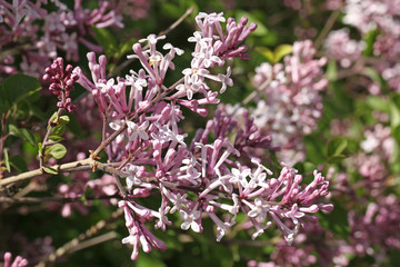 Lilas microphylla