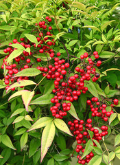 Baies de Nandina domestica