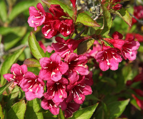 Obraz premium Weigelia bristol ruby