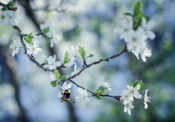 white flowers of cherry tree