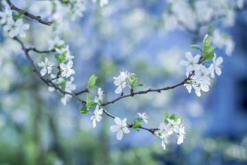 white flowers of cherry tree