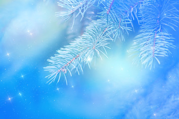 pine branch on a blurred blue background with hues close up and bright stars in the background