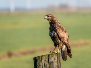 Portrait of Buzzard, Buteo buteo, on wooden pole in farmland, Eempolder, Netherlands