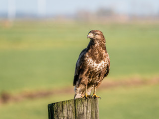 Portrait of Buzzard, Buteo buteo, on wooden pole in farmland, Eempolder, Netherlands