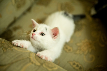 cat with blue eyes