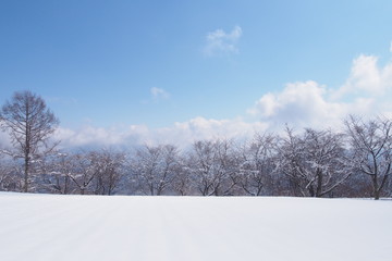 冬晴れの桜並木