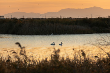 Obraz na płótnie Canvas Pelicans swimming in Vistonida lake, Rodopi, Greece during sunset