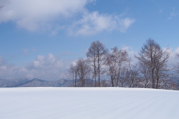 Fototapeta premium 冬晴れ